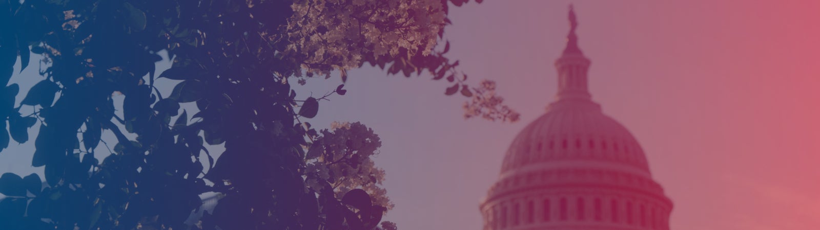 image of the Capitol building, Wash DC