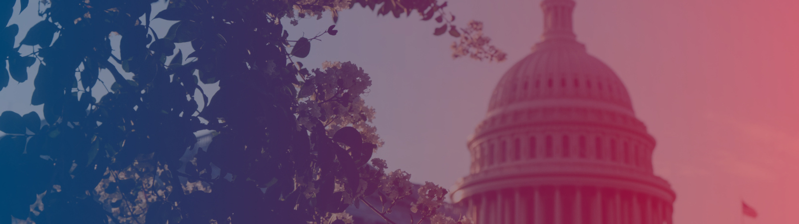 A skyline with leaves from a tree in the foreground and the U.S Capitol Building in the background.